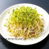 دوره آموزشی کاشت جوانه های خوراکی
