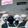 توله شیتزو  پشمالو وپاکوتاه یک ماه  4 نر 2تا ماده