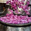 تور گلابگیری کاشان