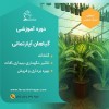 آیا واقعا گیاهان ثروت ساز وجود دارند؟ کدام گیاهان