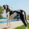 فروش توله گریت دین _ توله گریت دین