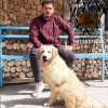 توله گلدن رتریور دیوار_قیمت توله گلدن رتریور