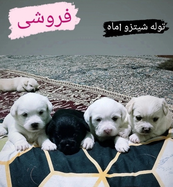 توله شیتزو  پشمالو وپاکوتاه یک ماه  4 نر 2تا ماده