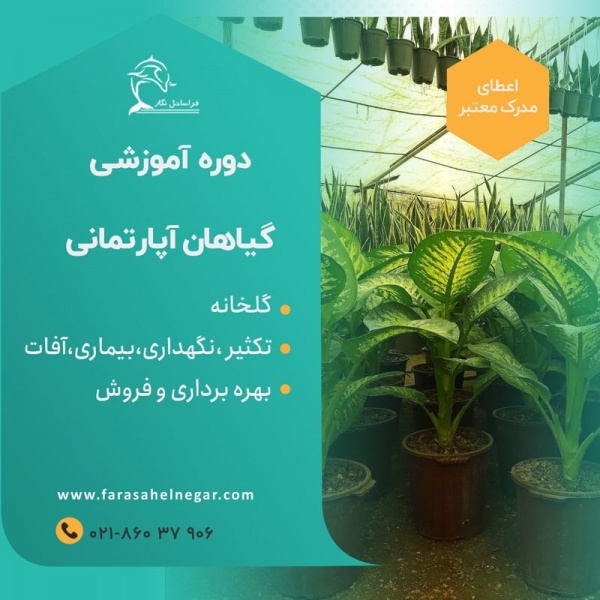 آیا واقعا گیاهان ثروت ساز وجود دارند؟ کدام گیاهان