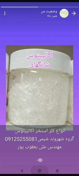 اکالیپتوس کریستال شانگهای