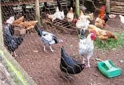 فروش جوجه مرغ بومی و محلی در کلیه سنین از یک روزه تا 6 ماهه