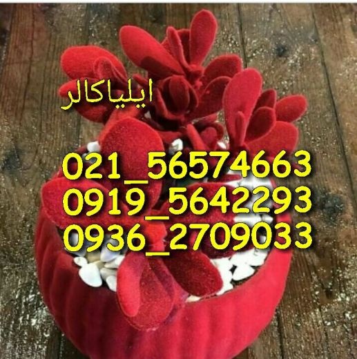 پودر مخمل چینی و ترک و ایرانی 09195642293
