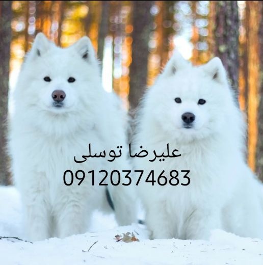 سگ سامویید سفید قیمت