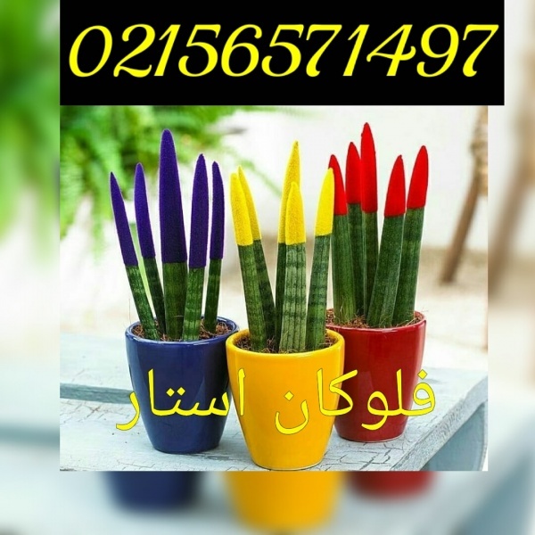 خدمات مخمل پاشی /پودر مخمل /فلوک پاش