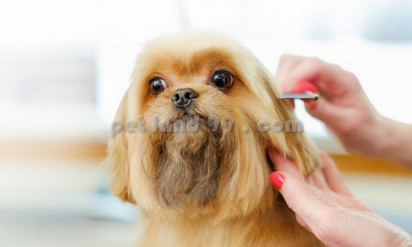 آرایش موی سگ سامویید و تریر