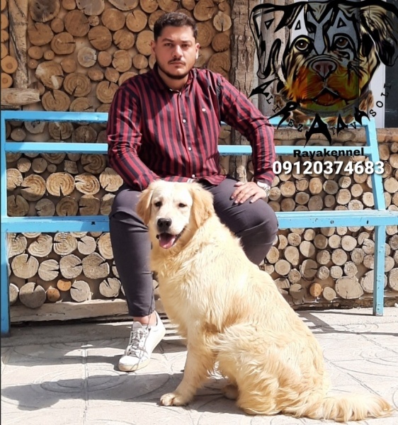 توله گلدن رتریور دیوار_قیمت توله گلدن رتریور