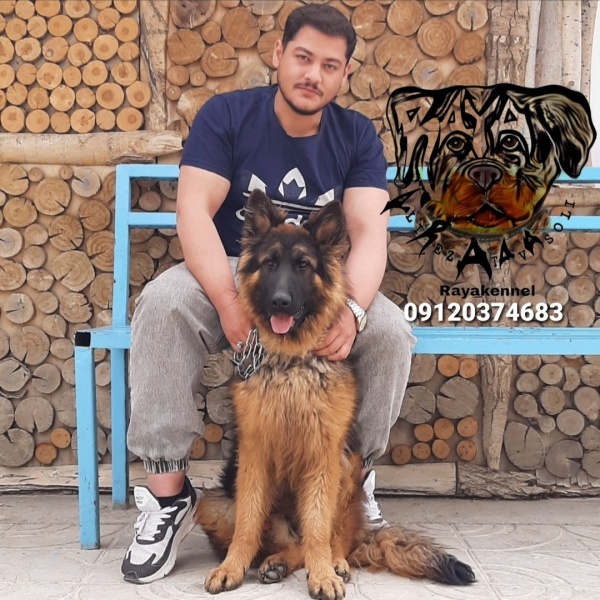 قیمت توله ژرمن شپرد
